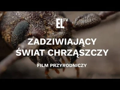 fiziaa - Nie rozumiem, dlaczego taki świetny, dokument i to polskiej produkcji z wyso...