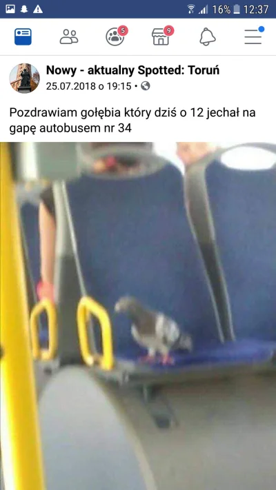 wojtoon - @dudi-dudi: 
Pingwiny to głupole. U nas gołębie jeżdżą mzk ( ͡° ͜ʖ ͡°)