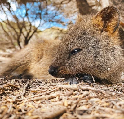 aloszkaniechbedzie - #quokkanadzis #quokkanawczoraj #quokka #zwierzaczki