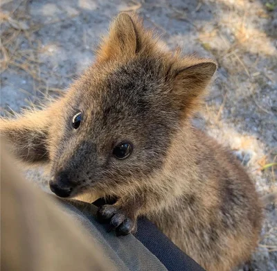 aloszkaniechbedzie - #quokkanadzis #quokkanawczoraj #zwierzaczki #quokka