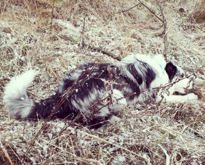 n00kie - #bordercollie #pokazpsa #smiesznypiesek