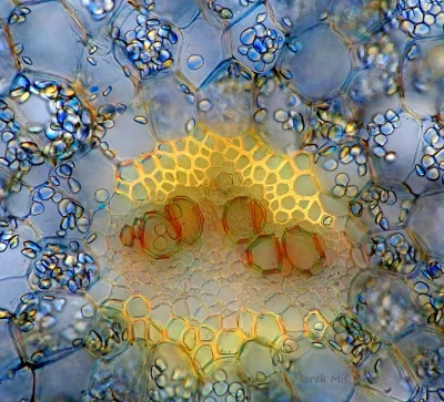 Lifelike - Imbir pod mikroskopem
Autor
#photoexplorer #fotografia #mikrofotografia ...