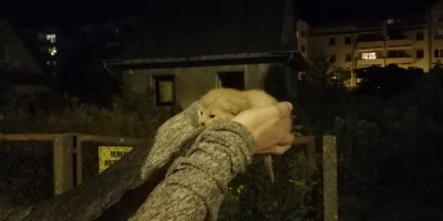 inoxking - w 2018 znalazłem 10 dniowego kotka na opuszczonej działce , żona karmiła g...