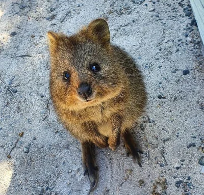 aloszkaniechbedzie - #quokkanadzis #quokkanawczoraj #quokka #zwierzaczki