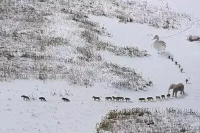 witulo - Wilcza wataha - pierwsze trzy osobniki są chore lub stare. One nadają tempo ...