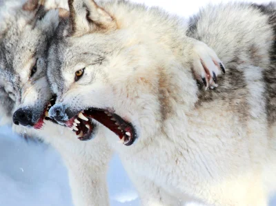 Kulavvy - 2020-03-01 - [ #zdjeciednia ] - obserwuj!



Gray wolves show their teeth -...