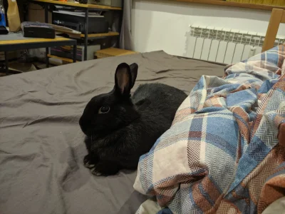 Rachey - @widelec747: Nie jestem weganinem, ale mój królik jest dosyć zaskoczony tym ...