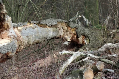 M.....e - Martwe drewno to uszkodzone, chore drzewa lub ich części. Wykorzystywane je...