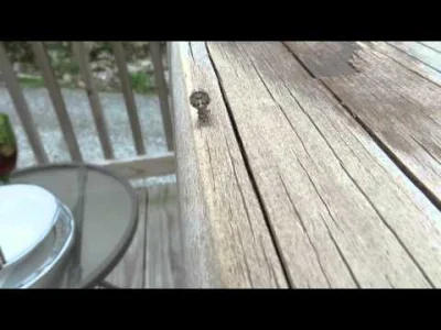 M.....e - Tutaj filmik z tą muchą (źródło YT)
