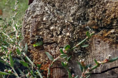 M.....e - Miesierka niedopaska (Megachile versicolor) budująca gniazdo z listków w sa...