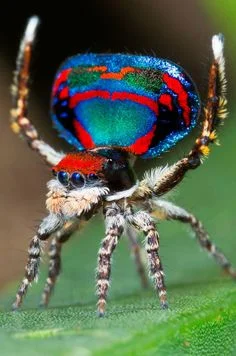 s.....i - @Megachilidae: Jest i pająk taki :)
