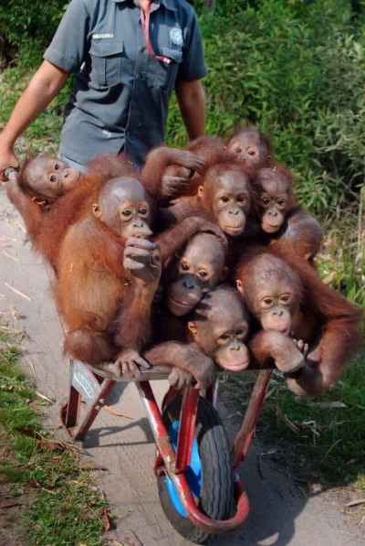 GraveDigger - Małe orangutany jadą na taczce. Plusowaliście kiedyś takie? ;)
#zwierz...