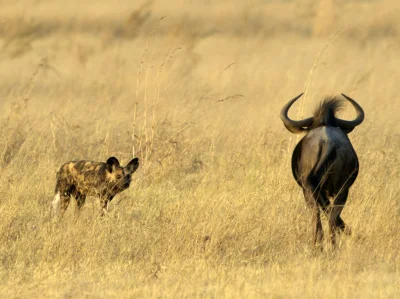 Kulavvy - 2020-03-03 - [ #zdjeciednia ] - obserwuj!



Moremi Game Reserve, Botswana:...