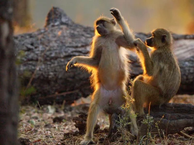 Kulavvy - 2020-03-04 - [ #zdjeciednia ] - obserwuj!



Baboons grooming one another. ...