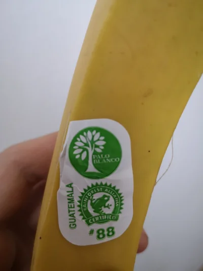 kurczakF1 - Najszybszy banan #88
#kubica