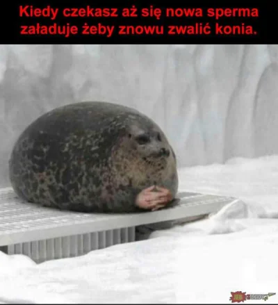 brakloginuf - #przegryw #humorobrazkowy #konzwalony