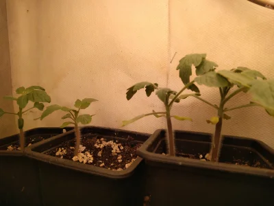 Niewiemja - Ej #ogrodnictwo kiedy zaczynacie z tymi wariatami? ( ͡º ͜ʖ͡º) #pomidory