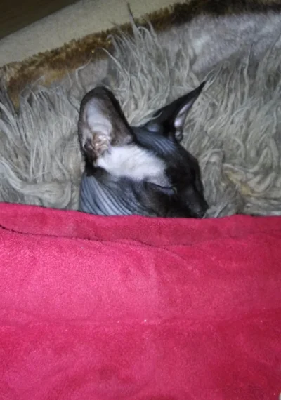 cultofluna - #koty #pokazkota #sfinks

Kitku położył się wcześniej spać.
 jutro m...