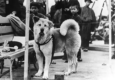 galmok - 85 lat temu, 8 marca 1935 zdechł pies Hachiko przez robaczycę serca i płuc. ...