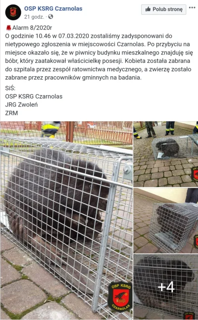 kuna123 - Siedzisz se spokojnie na chacie a tu wchodzi bober i cie n--------a xD

#...