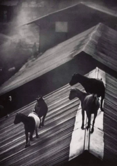 Chodtok - stoją konie na blachodachuwce w szarej fotografii ♪♫♪ (⌒(oo)⌒) UwU

#smie...