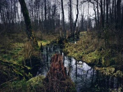 LizavietaNebulla - #kampinos #spacer #las #mojefoto #fotografia #natura #tworczoscwla...