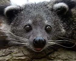 KarmazynowyHefalump - Czy słodki Binturong orientalny może plusa? (｡◕‿‿◕｡)

#zwierzac...