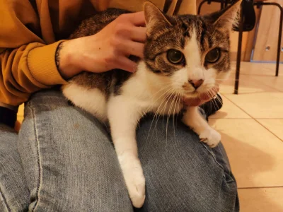 LaczePomykacze - #kot #kitku #adopcja #cat #koteczkizprzypadku #kotek 
Mirki i Mirabe...