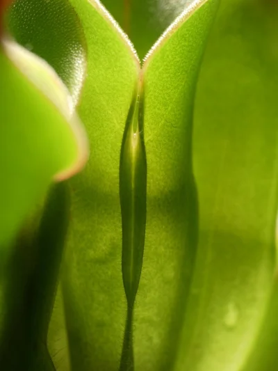 taraxacum - Heliamfora - roślina owadożerna z ciekawymi liśćmi ( ͡~ ͜ʖ ͡°)
#heheszki...