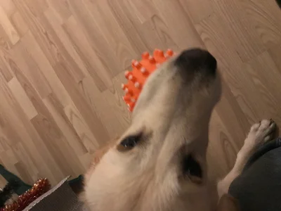 corpseRott - Panika niepotrzebna, nasz szczeniak juz zagryzl koronawirusa, mozna sie ...