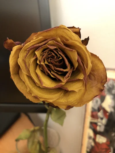 s.....i - Czy gdybym dał jakiemuś #rozowypasek taką różę, to czy byłaby szansa aby i ...