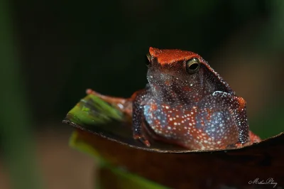 likk - zamiast powitania słów #porannaporcja Kalophrynus intermediusów

Kalophrynus...