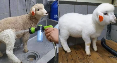JakubWedrowycz - #zwierzaczki #smiesznypiesek #owca #coolstory

jak umyć owieczkę? ...