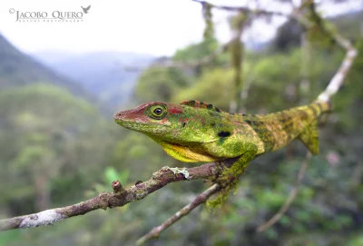 likk - zamiast powitania słów #porannaporcja fraseri Anolisów

Anolis fraseri − gat...