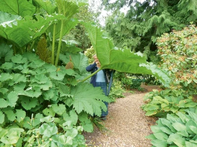 k.....a - gunnera tinctoria ( ͡° ͜ʖ ͡°)