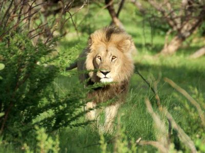 Kulavvy - 2020-03-14 - [ #zdjeciednia ] - obserwuj!



Rwanda: Male lion in lush Rwan...