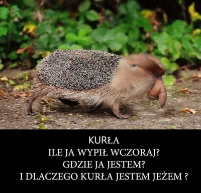 PIAN--A_A--KTYWNA - #humorobrazkowy #nosaczsundajski