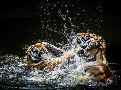 Kulavvy - 2020-03-15 - [ #zdjeciednia ] - obserwuj!



Tigers wrestle in the water.Ti...