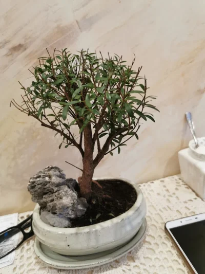 Wudecki - #bonsai
Czy pomożecie mi określić gatunek tej rośliny?