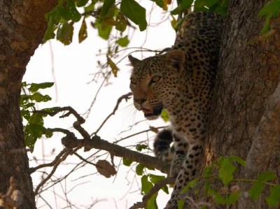 Kulavvy - 2020-03-16 - [ #zdjeciednia ] - obserwuj!



Male Leopard up on a branch. T...