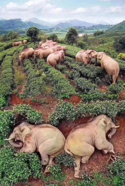makrusz - Podczas gdy ludzie na całym świecie unikają większych zgromadzeń, 14 słoni ...