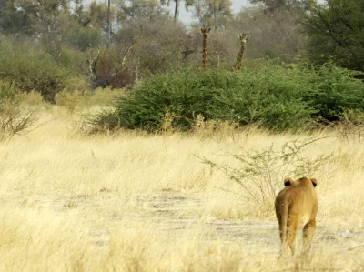 Kulavvy - 2020-03-19 - [ #zdjeciednia ] - obserwuj!



Moremi Game Reserve, Botswana:...