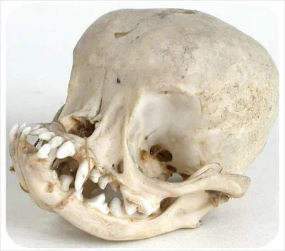 Slavian4k - To jest czaszka twojego starego