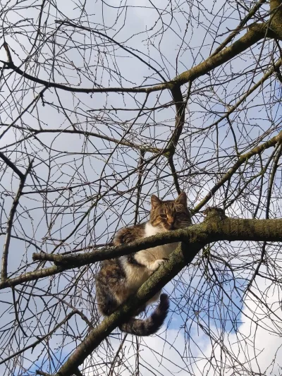 Kreatywnynik - Kitku zamienił się w wróbelka, siedzi na gałęzi cały dzień. Wolno wrób...