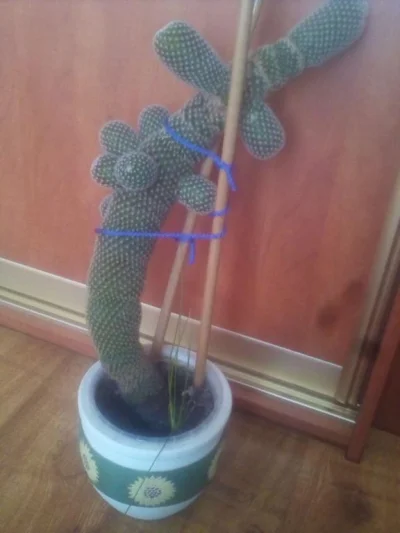 m.....z - oto moj kaktus