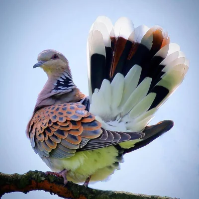 WuDwaKa - Niezwykle barwne upierzenie ptaka z rodziny gołębiowatych (｡◕‿‿◕｡)
SPOILER...