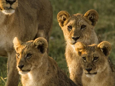 Kulavvy - 2020-03-21 - [ #zdjeciednia ] - obserwuj!



Botswana: Three young males of...