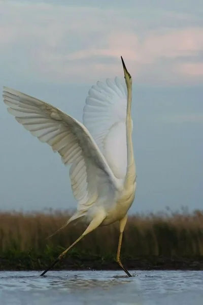 Lifelike - Czapla biała (Ardea alba)
Autor
#photoexplorer #fotografia #ornitologia ...