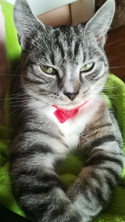 Zxcpo2 - Mój kot zapytany o to co sądzi o sytuacji z koronawirusem. 
#koty #koronawi...