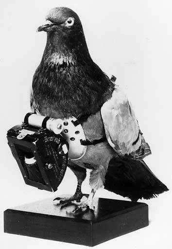 Valg - @onionomous: Kiedyś ptaki wyglądały jak na zdjęciu. Ale technologia poszła do ...